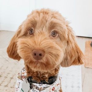 Meet your Posher, Doug